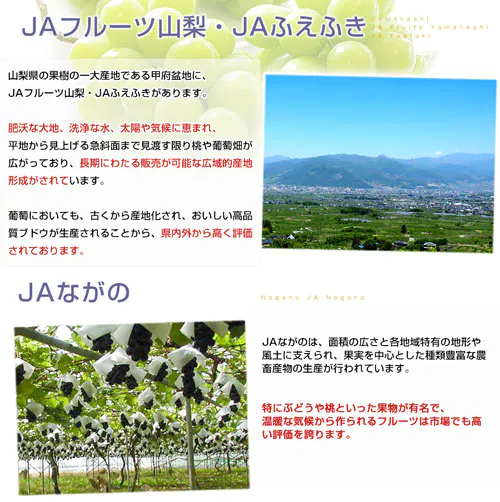 【敬老の日ギフト】山梨県又は長野県産 シャインマスカット&種なしピオーネ 秀品 各1房入り 合計約1キロ 送料無料 ブドウ ぶどう 葡萄 メッセージカード付き クール便【ご注文後3日から18日以内に発_4