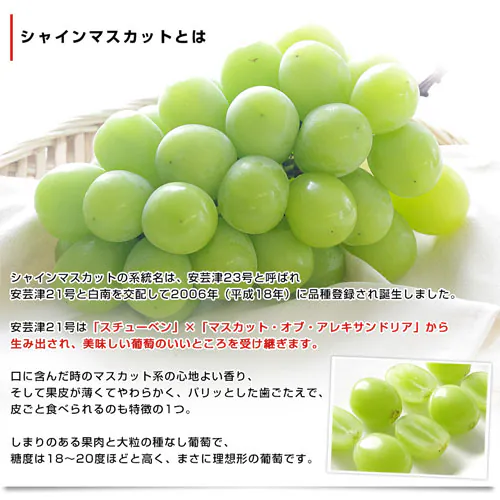 山梨県または長野県産 大房シャインマスカット ご家庭向け・赤秀品以上 1.1キロから1.2キロ前後(2房)送料無料(離島など一部地域を除く) ぶどう ブドウ 種なしぶどう 葡萄 ※クール便【ご注文後3_2