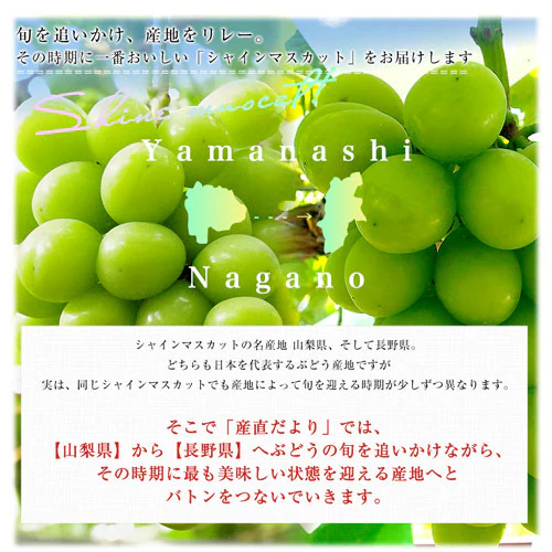 山梨県または長野県産 大房シャインマスカット ご家庭向け・赤秀品以上 1.1キロから1.2キロ前後(2房)送料無料(離島など一部地域を除く) ぶどう ブドウ 種なしぶどう 葡萄 ※クール便【ご注文後3_5