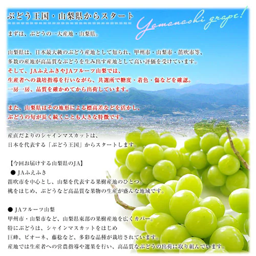 山梨県または長野県産 大房シャインマスカット ご家庭向け・赤秀品以上 1.1キロから1.2キロ前後(2房)送料無料(離島など一部地域を除く) ぶどう ブドウ 種なしぶどう 葡萄 ※クール便【ご注文後3_6