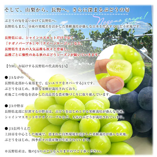 山梨県または長野県産 大房シャインマスカット ご家庭向け・赤秀品以上 1.1キロから1.2キロ前後(2房)送料無料(離島など一部地域を除く) ぶどう ブドウ 種なしぶどう 葡萄 ※クール便【ご注文後3_7