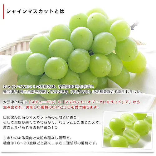 【敬老の日ギフト】山梨県産 JAふえふき 大型シャインマスカット 合計約1.2キロ(2房)送料無料※一部地域を除く ぶどう ブドウ 種なしぶどう ギフト 贈り物 メッセージカード付き クール便発送_5