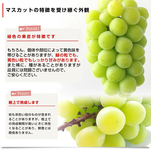 【敬老の日ギフト】山梨県産 JAふえふき 大型シャインマスカット 合計約1.2キロ(2房)送料無料※一部地域を除く ぶどう ブドウ 種なしぶどう ギフト 贈り物 メッセージカード付き クール便発送_6