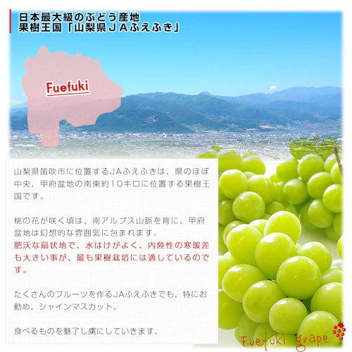 【敬老の日ギフト】山梨県産 JAふえふき 大型シャインマスカット 合計約1.2キロ(2房)送料無料※一部地域を除く ぶどう ブドウ 種なしぶどう ギフト 贈り物 メッセージカード付き クール便発送_7