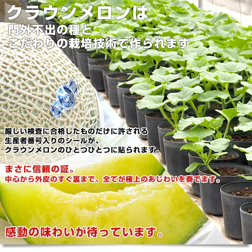 静岡県より産地直送 静岡県温室農業協同組合クラウンメロン支所 クラウンメロン 白 7.5キロ (6玉) 送料無料 めろん_2