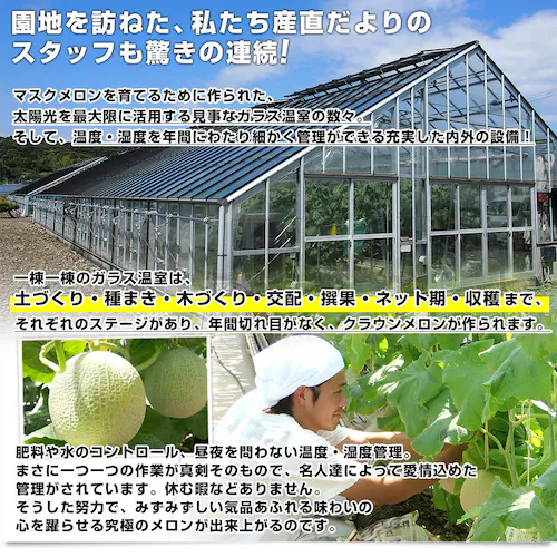 静岡県より産地直送 静岡県温室農業協同組合クラウンメロン支所 クラウンメロン 白 7.5キロ (6玉) 送料無料 めろん_3