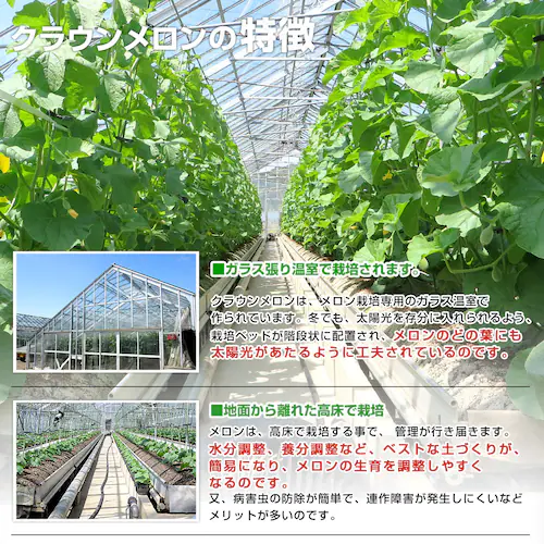 静岡県より産地直送 静岡県温室農業協同組合クラウンメロン支所 クラウンメロン 白 7.5キロ (6玉) 送料無料 めろん_5