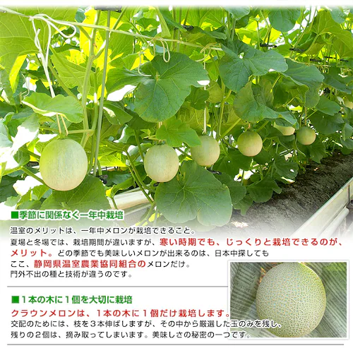 静岡県より産地直送 静岡県温室農業協同組合クラウンメロン支所 クラウンメロン 白 7.5キロ (6玉) 送料無料 めろん_6