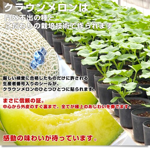 静岡県より産地直送 静岡県温室農業協同組合クラウンメロン支所 クラウンメロン キズ 7.5キロ (6玉) 送料無料 めろん_2