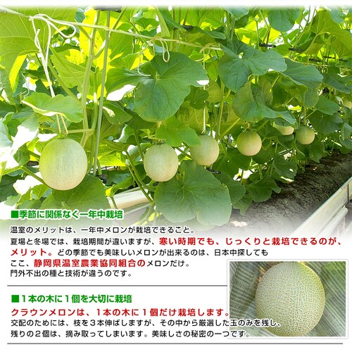 静岡県より産地直送 静岡県温室農業協同組合クラウンメロン支所 クラウンメロン キズ 7.5キロ (6玉) 送料無料 めろん_6