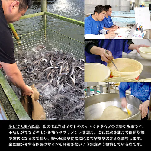 敬老の日ギフトにも最適! 鹿児島県志布志産 山田水産 霧島湧水うなぎ 長蒲焼き 大サイズ3尾セット(140g前後×3尾)送料無料 鰻師 加藤尚武さん ギフト シーフード ギフト対応化粧箱 ギフト【ご注_7