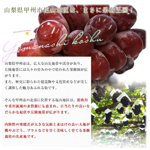 山梨県産 JAフルーツ山梨 富士の輝 ブラックシャインマスカット 約1.1キロ(2房) 送料無料 種無しぶどう 赤ブドウ ふじのかがやき【ご注文後3日から18日以内に発送します】_4