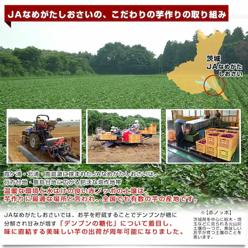 茨城県 JAなめがたしおさい 冷凍焼き芋 行方の紫福(なめがたのしふく) 送料無料 さつまいも やきいも ※クール冷凍便_4