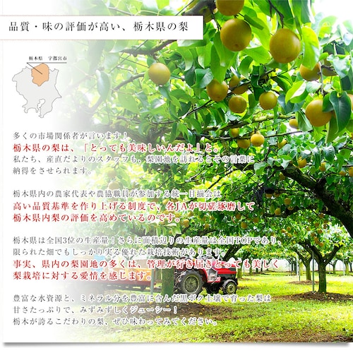 栃木県 JA全農とちぎ 梨(豊水またはあきづき)秀品 約2キロ (5玉から6玉) 送料無料 なし ナシ ほうすい あきづき【ご注文後3日から18日以内に発送します】_3