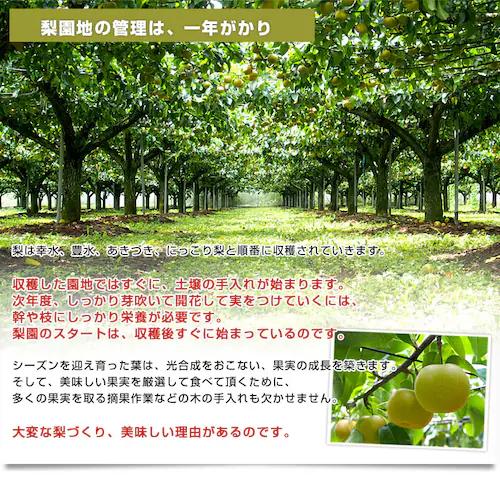 栃木県 JA全農とちぎ 梨(豊水またはあきづき)秀品 約2キロ (5玉から6玉) 送料無料 なし ナシ ほうすい あきづき【ご注文後3日から18日以内に発送します】_4