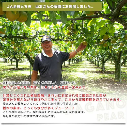 栃木県 JA全農とちぎ 梨(豊水またはあきづき)秀品 約2キロ (5玉から6玉) 送料無料 なし ナシ ほうすい あきづき【ご注文後3日から18日以内に発送します】_5