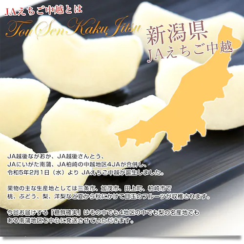 新潟県産 JAえちご中越 糖度13度以上 高糖度梨 最上位等級 「糖鮮確実 (とうせんかくじつ)」 約2キロ (4玉から6玉) 送料無料 なし ナシ【ご注文後3日から18日以内に発送します】_2