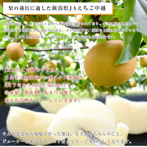 新潟県産 JAえちご中越 糖度13度以上 高糖度梨 最上位等級 「糖鮮確実 (とうせんかくじつ)」 約2キロ (4玉から6玉) 送料無料 なし ナシ【ご注文後3日から18日以内に発送します】_4