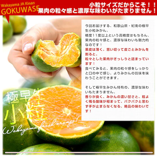 和歌山県 JAわかやま紀南地域本部 「紀南の極早生小粒みかん」品種:YN26 3Sサイズ 約3キロ(50玉前後入り) 送料無料 小玉みかん 極早生みかん 蜜柑 ミカン【ご注文後3日から18日以内に発送_3