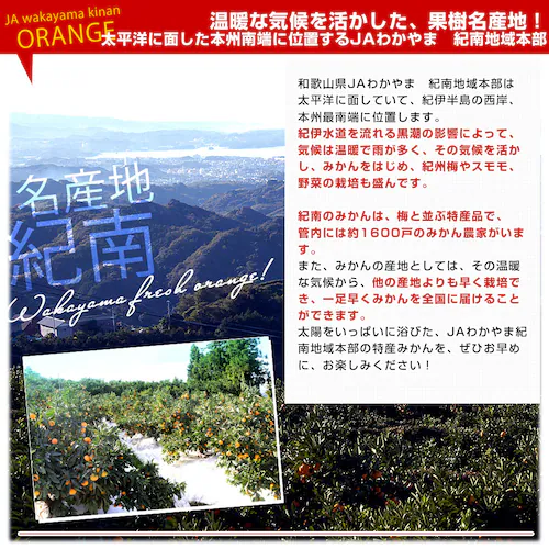 和歌山県 JAわかやま紀南地域本部 「紀南の極早生小粒みかん」品種:YN26 3Sサイズ 約3キロ(50玉前後入り) 送料無料 小玉みかん 極早生みかん 蜜柑 ミカン【ご注文後3日から18日以内に発送_4