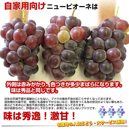 岡山県産 JA晴れの国岡山 自家用ニューピオーネ 良品 約1.5キロ(3房)送料無料 ぶどう 種なし黒ぶどう_2