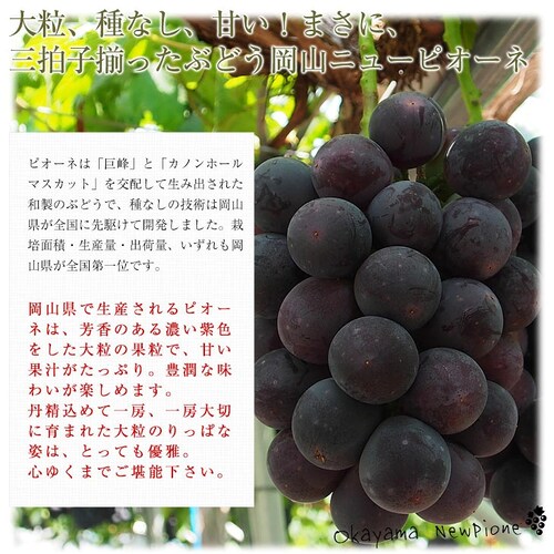 岡山県産 JA晴れの国岡山 自家用ニューピオーネ 良品 約1.5キロ(3房)送料無料 ぶどう 種なし黒ぶどう_3
