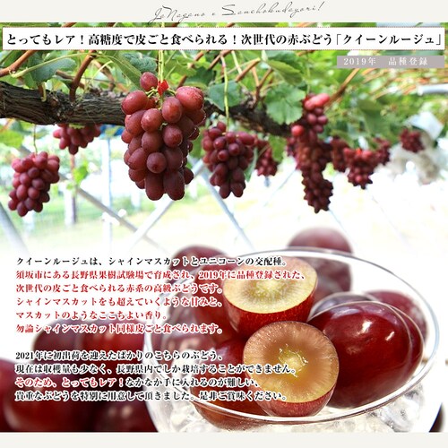 長野県 JAながの クイーンルージュ 約1キロ(2房) 送料無料 ブドウ 葡萄【ご注文後3日から18日以内に発送します】_2