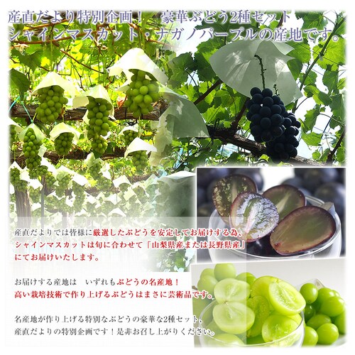 山梨・長野県産 シャインマスカット(赤秀品以上)& ナガノパープル(秀品) 各1房 合計約1キロ 送料無料 ぶどう 葡萄 ぶどうセット【ご注文後3日から18日以内に発送します】_4