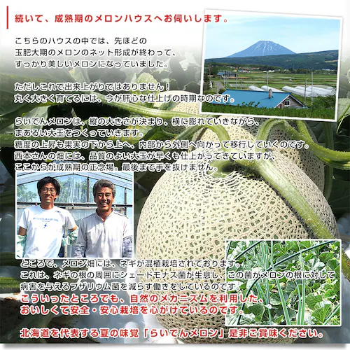 北海道産 JAきょうわ らいでんメロン(赤肉)大玉2玉セット 約3キロ(1玉1.5キロ前後) 送料無料 メロン 北海道メロン ギフト お中元_7