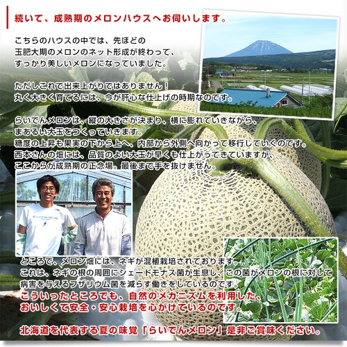 北海道産JAきょうわ らいでんメロン(赤肉)&らいでんクラウンメロン(青肉)大玉2玉セット(合計約3キロ) 送料無料 メロン 北海道メロン ギフト お中元_7