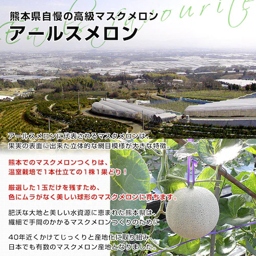 熊本県から産地直送 大玉アールスメロン 約8キロ原体箱(4玉から5玉)送料無料 めろん アールスメロン マスクメロン【ご注文後3日から18日以内に発送します】_2