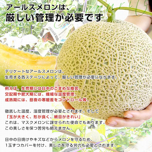 熊本県から産地直送 大玉アールスメロン 約8キロ原体箱(4玉から5玉)送料無料 めろん アールスメロン マスクメロン【ご注文後3日から18日以内に発送します】_4