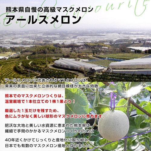 九州から産地直送 アールスメロン 2玉(合計約2.5キロ)送料無料 青肉 めろん マスクメロン【ご注文後3日から18日以内に発送します】_2