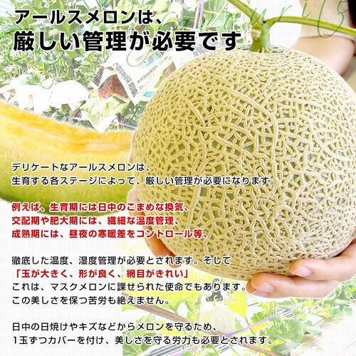 九州から産地直送 アールスメロン 2玉(合計約2.5キロ)送料無料 青肉 めろん マスクメロン【ご注文後3日から18日以内に発送します】_4