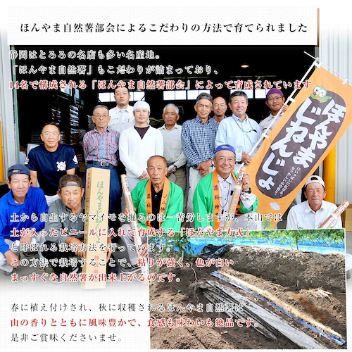 静岡県より産地直送 JA静岡市 本山自然薯 ほんやまじねんじょ 1本物 Mサイズ 1本入り 送料無料 山芋 やまいも とろろ【ご注文後3日から18日以内に発送します】_3