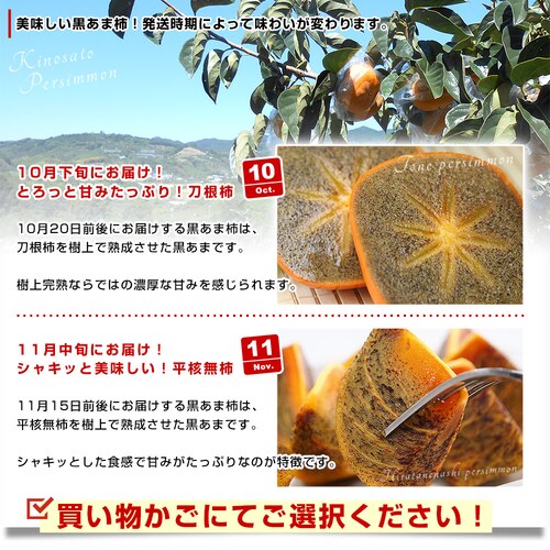 和歌山県より産地直送 JAわかやま 紀の里地域本部 紀ノ川柿「黒あま」 2キロ(8玉から10玉) 送料無料 カキ かき 柿【ご注文後3日から18日以内に発送します】_3