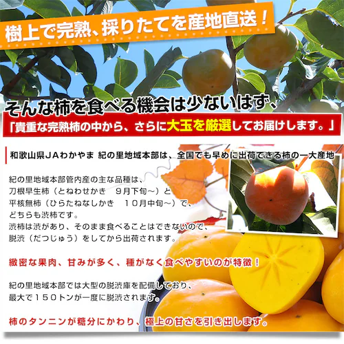 和歌山県より産地直送 JAわかやま紀の里地域本部 たねなし柿 大玉3Lサイズ 3.75キロ(14玉入) カキ かき 柿 送料無料【ご注文後3日から18日以内に発送します】_2
