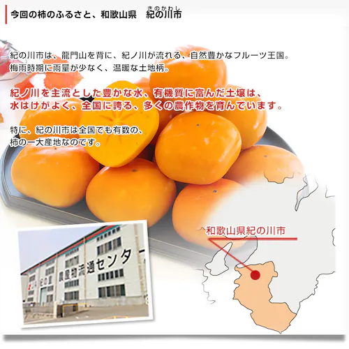 和歌山県より産地直送 JAわかやま紀の里地域本部 たねなし柿 大玉3Lサイズ 3.75キロ(14玉入) カキ かき 柿 送料無料【ご注文後3日から18日以内に発送します】_3
