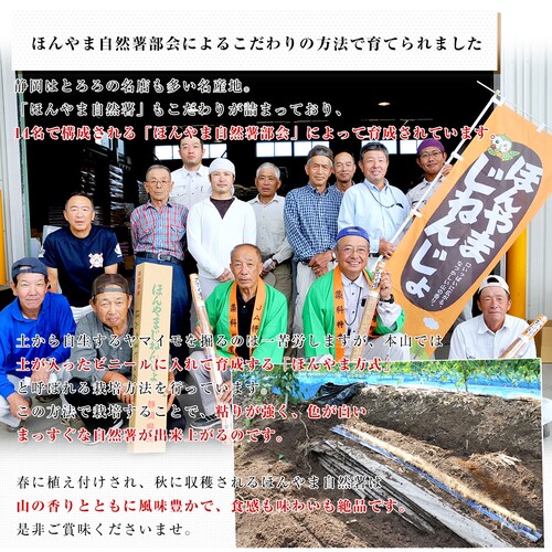 静岡県より産地直送 JA静岡市 本山自然薯 ほんやまじねんじょ 1本物 Lサイズ 1本入り 送料無料 山芋 やまいも とろろ【ご注文後3日から18日以内に発送します】_3