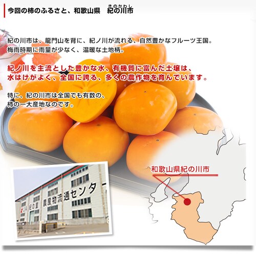 和歌山県より産地直送 JAわかやま紀の里地域本部 たねなし柿 2LからLサイズ 7.5キロ(32玉から36玉)カキ 刀根柿 平核無柿 とねがき ひらたねなしがき 送料無料【ご注文後3日から18日以内に発送します】_3