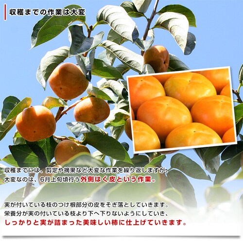 和歌山県より産地直送 JAわかやま紀の里地域本部 たねなし柿 2LからLサイズ 7.5キロ(32玉から36玉)カキ 刀根柿 平核無柿 とねがき ひらたねなしがき 送料無料【ご注文後3日から18日以内に発送します】_4