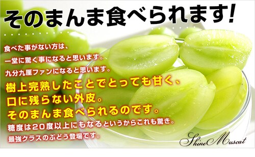 長野県産 シャインマスカット 秀品 約1キロ(2房)送料無料 ぶどう ブドウ 種なしぶどう【ご注文後3日から18日以内に発送します】_2
