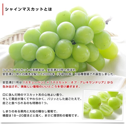 長野県産 シャインマスカット 秀品 約1キロ(2房)送料無料 ぶどう ブドウ 種なしぶどう【ご注文後3日から18日以内に発送します】_4