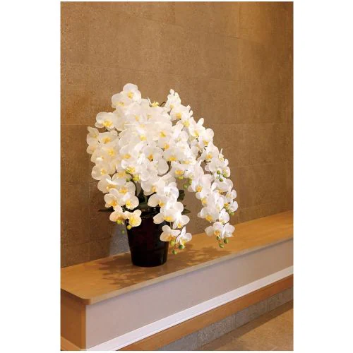 光触媒胡蝶蘭7本立_0