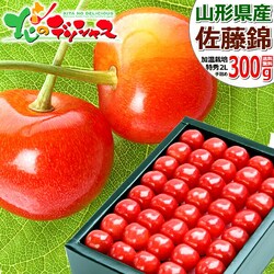 �y�o�ג��z�R�`���Y �������� ������ 300g (�n�E�X/���G�i/2L�T�C �Y) �M�t�g ���蕨 ���� ���j ���j�� �ʕ� �t���[�c