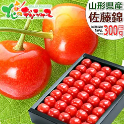 �y�\��z�R�`���Y �������� ������ 300g (�����n�E�X/���G�i/L�T�C�Y) ���� �M�t�g ���蕨 �t���[�c