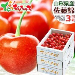 �y�\��z�R�`���Y �������� ������ 600g�~3�� (�G�i/M�T�C�Y/�΂�/�N�[����) �M�t�g ����p �ƒ�p