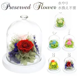 �W���G���O���[�� �v���U�[�u�h�t�����[ �K���X�h�[�� �ʔ� ���`�[�t�h�[���A�����W�����g �A�����W�����g�t�����[ �ԃM�t�g ������� �͂�Ȃ� �����s�v �����j�� �җ�j�� �h�V�̓� ��̓� �a���� �v���[���g