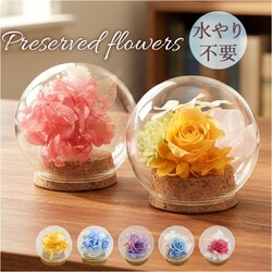 �v���U�[�u�h�t�����[ �K���X�h�[�� �ʔ� �u���U�[�u�h�t�����[ �t�����[�M�t�g �� �u���U�[�h�t�����[ ������� ���킢�� ���蕨 �M�t�g �����j�� �a���� �����L�O�� ���j�� �җ�j�� �ސE�j�� ������ ���� ��