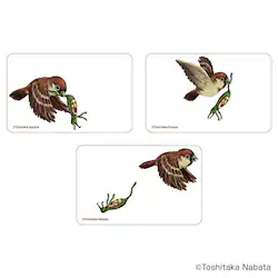 ���тƂÂ��� �O�b�Y �ʔ� ���тƂ����� �N���A�J�[�h �܂�����S�ݓX�N���A�J�[�h 4947864050955 ���тƂÂ���03 �X�}�z�� �X�}�[�g�t�H�� ���� �J�[�h ���킢�� ���� ������� �J���C�C �G�{�L�����N�^�[